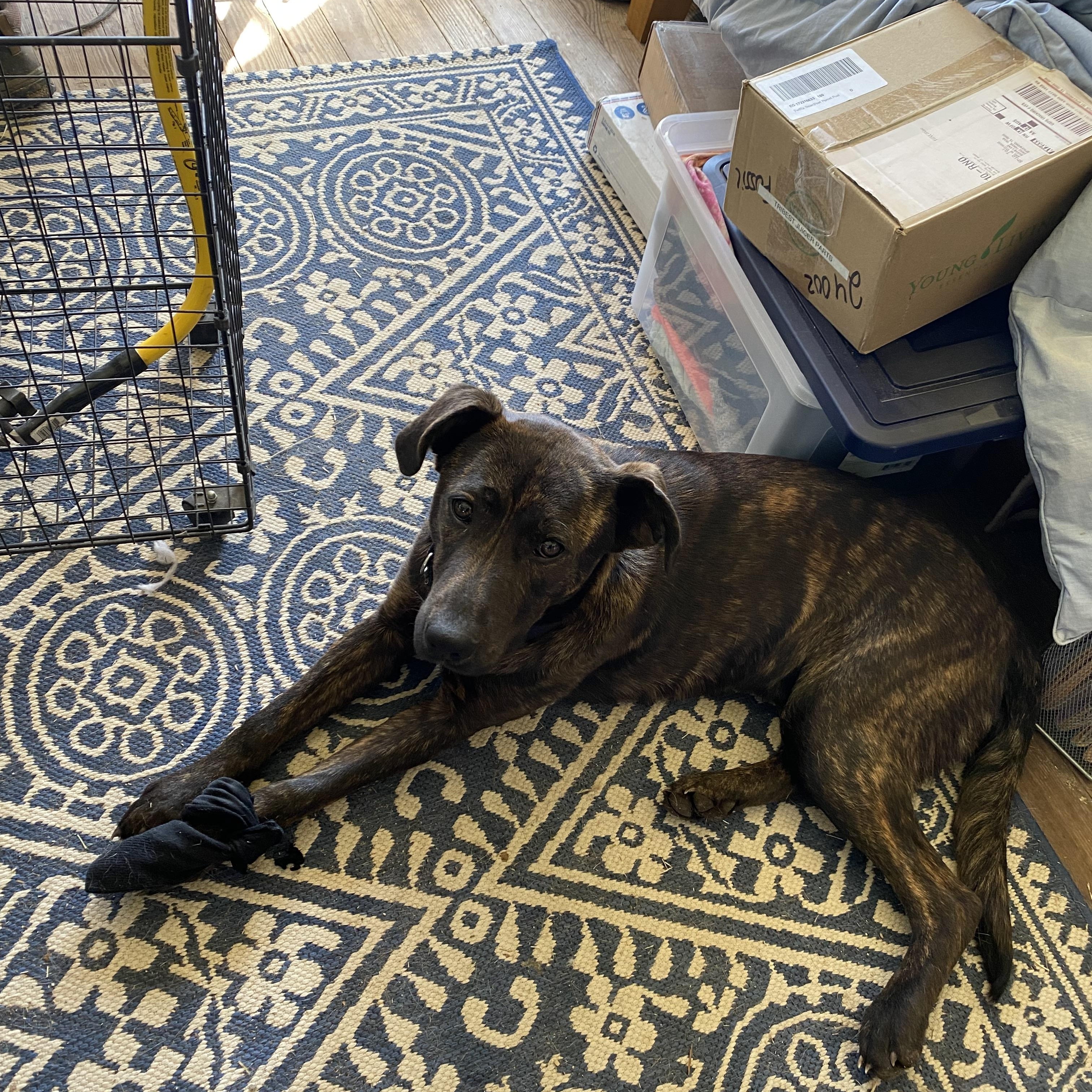 Enlarge Remi, a Adoptable mixed breed in Johnson City, TX image 3/3