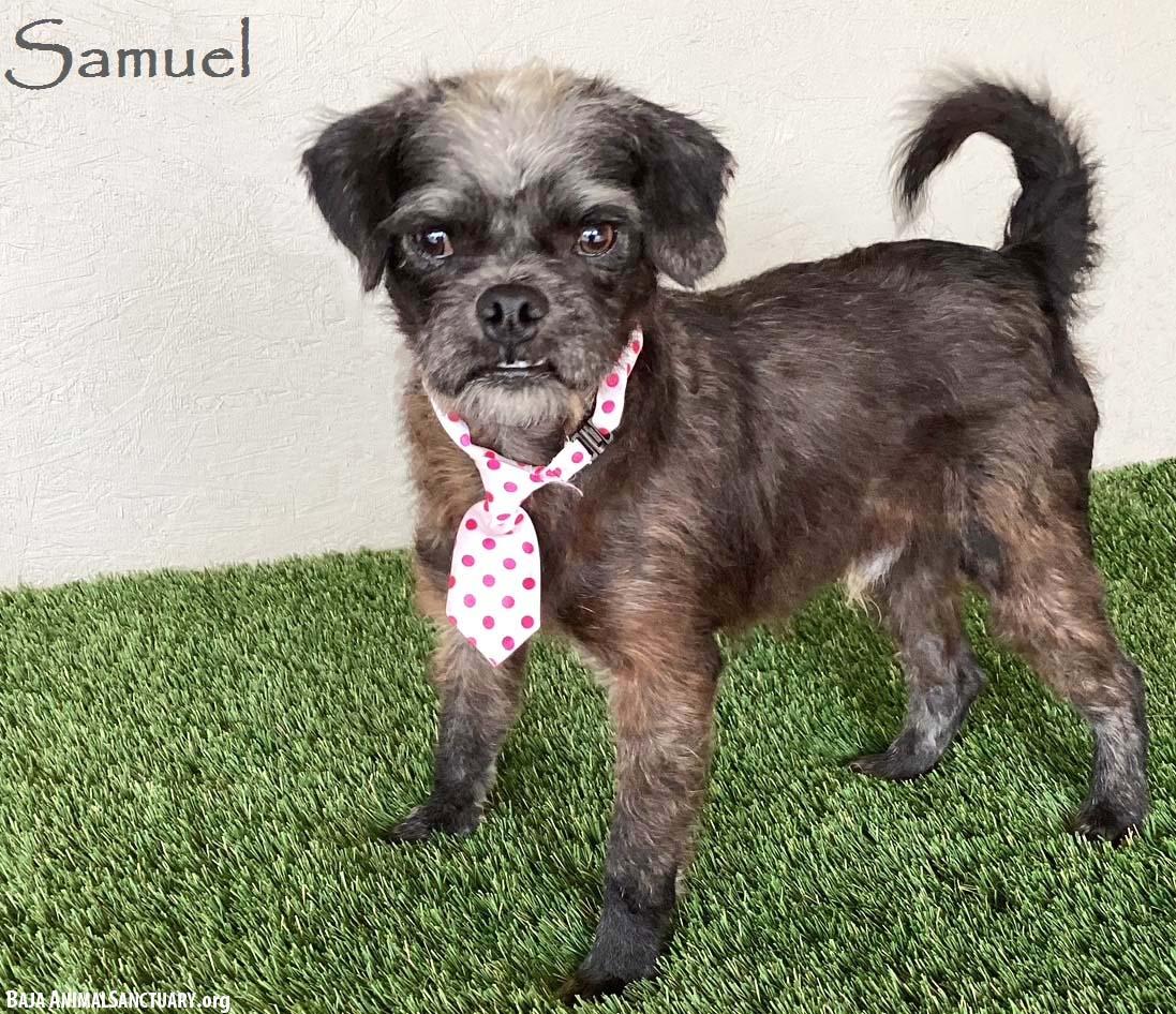 Samuel, Young Male Pug