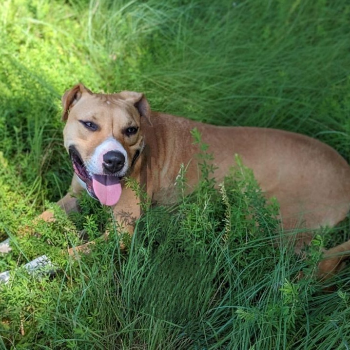 Dakota Jackson (CONC-A-123), a Adoptable Mixed Breed in Concord, NC image 4/6