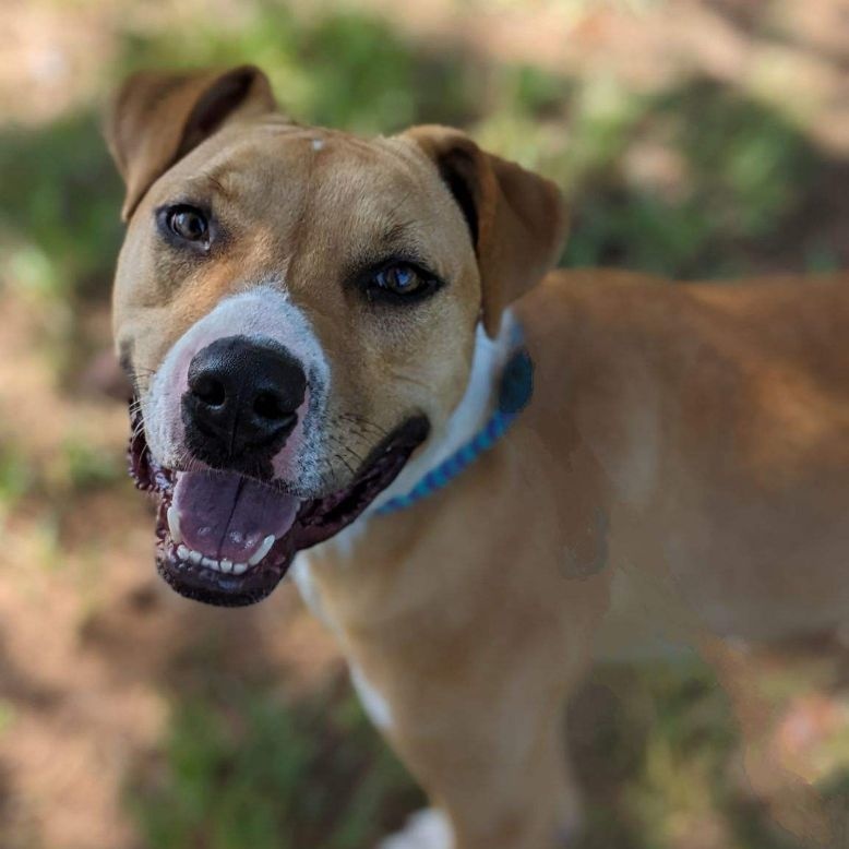 Dakota Jackson (CONC-A-123), a Adoptable Mixed Breed in Concord, NC image 1/6