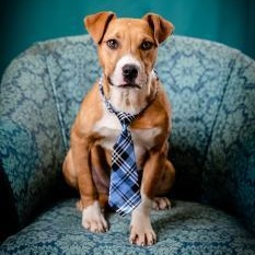 Dakota Jackson (CONC-A-123), a Adoptable Mixed Breed in Concord, NC image 5/6