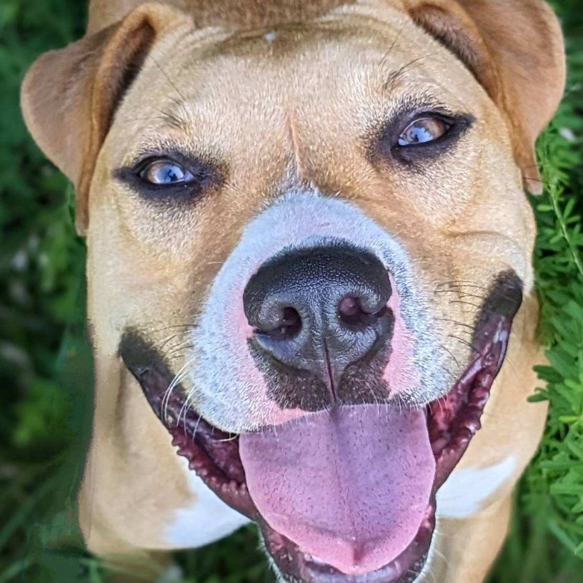 Dakota Jackson (CONC-A-123), a Adoptable Mixed Breed in Concord, NC image 3/6