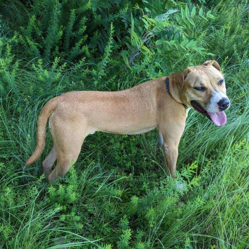 Dakota Jackson (CONC-A-123), a Adoptable Mixed Breed in Concord, NC image 2/6