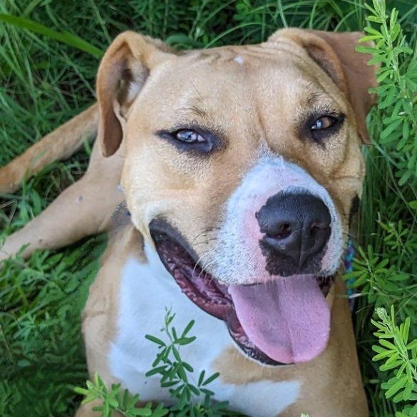 Dakota Jackson (CONC-A-123), a Adoptable Mixed Breed in Concord, NC image 6/6