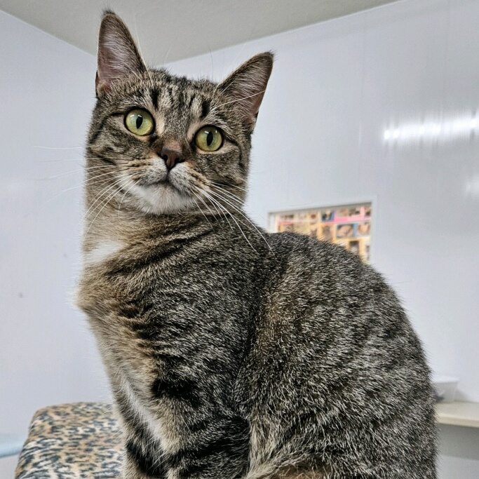 Enlarge Farro, a Adoptable Domestic Short Hair in Richland Center, WI image 4/4