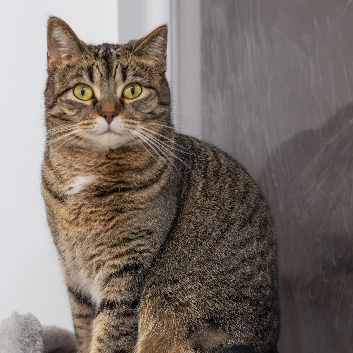 Farro, Adoptable, Adult Female Domestic Short Hair.