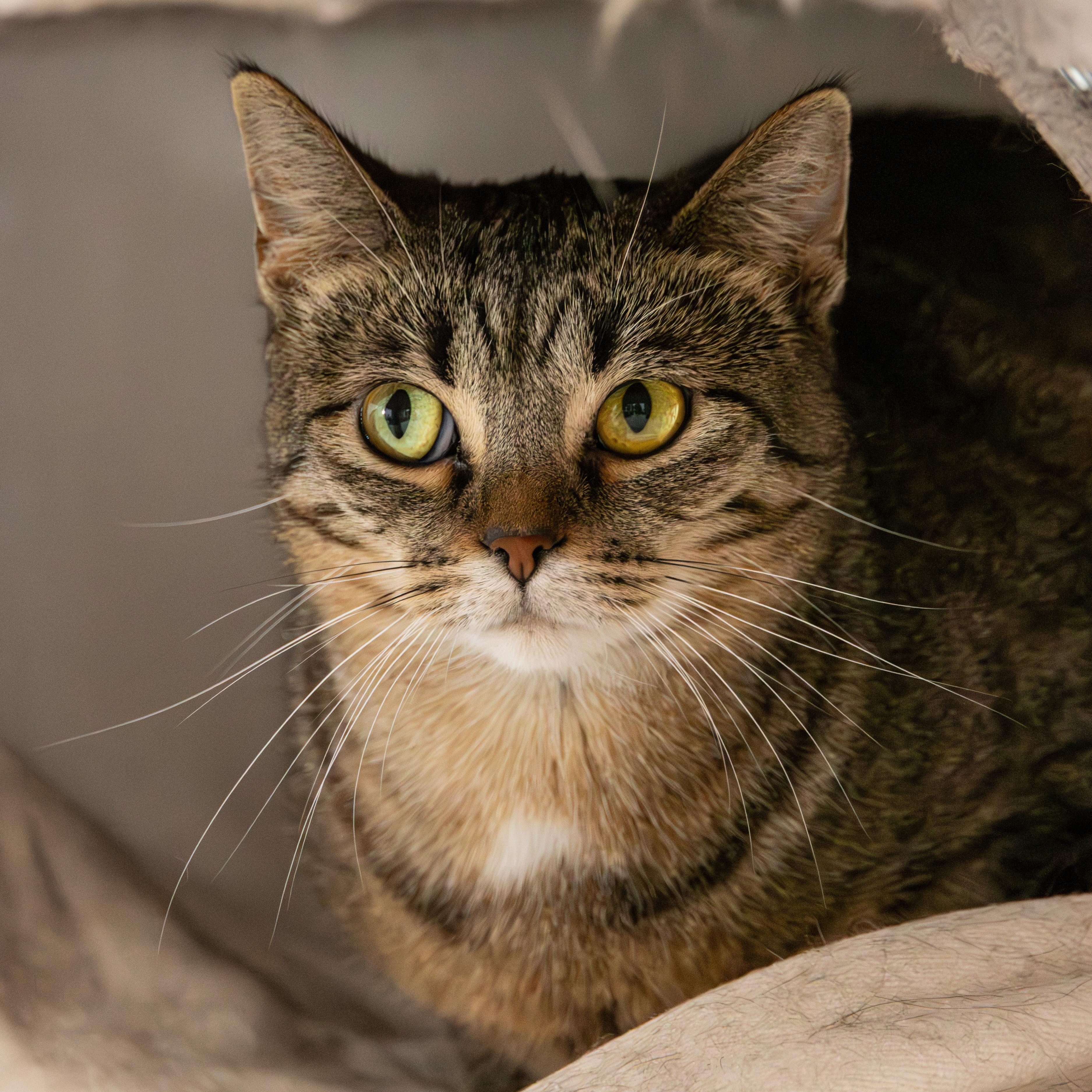 Enlarge Farro, a Adoptable Domestic Short Hair in Richland Center, WI image 3/4