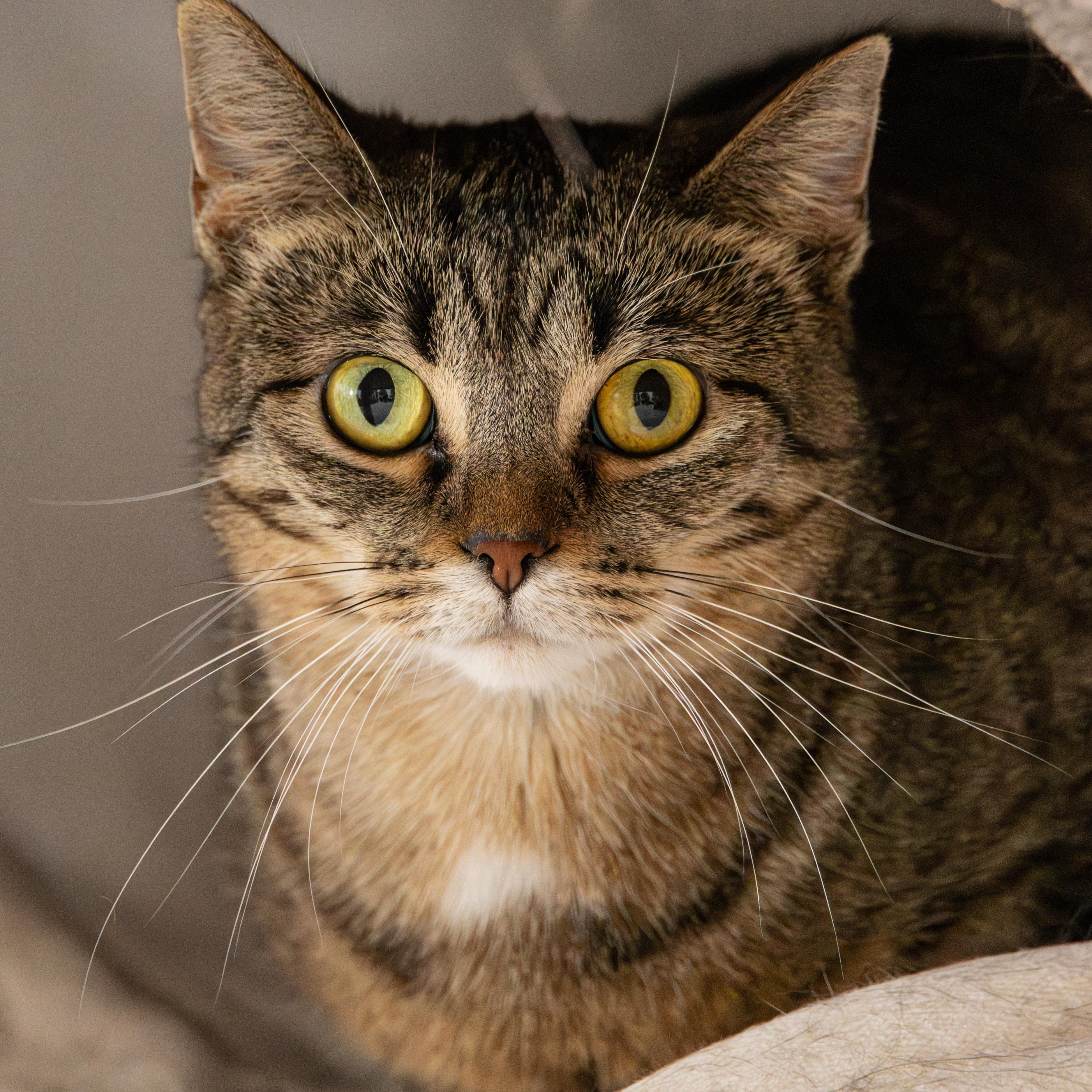 Enlarge Farro, a Adoptable Domestic Short Hair in Richland Center, WI image 2/4