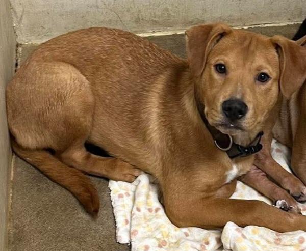 Lol-p26 Teddy, an adoptable mixed breed in Billings, MT image 1/2