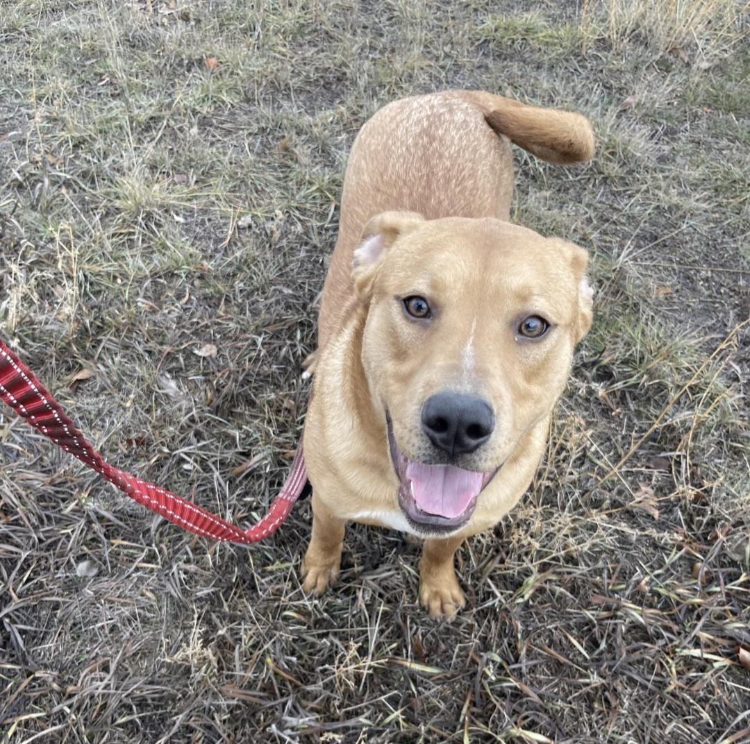 Enlarge Lol-p26 Teddy, an adoptable mixed breed in Billings, MT image 1/6