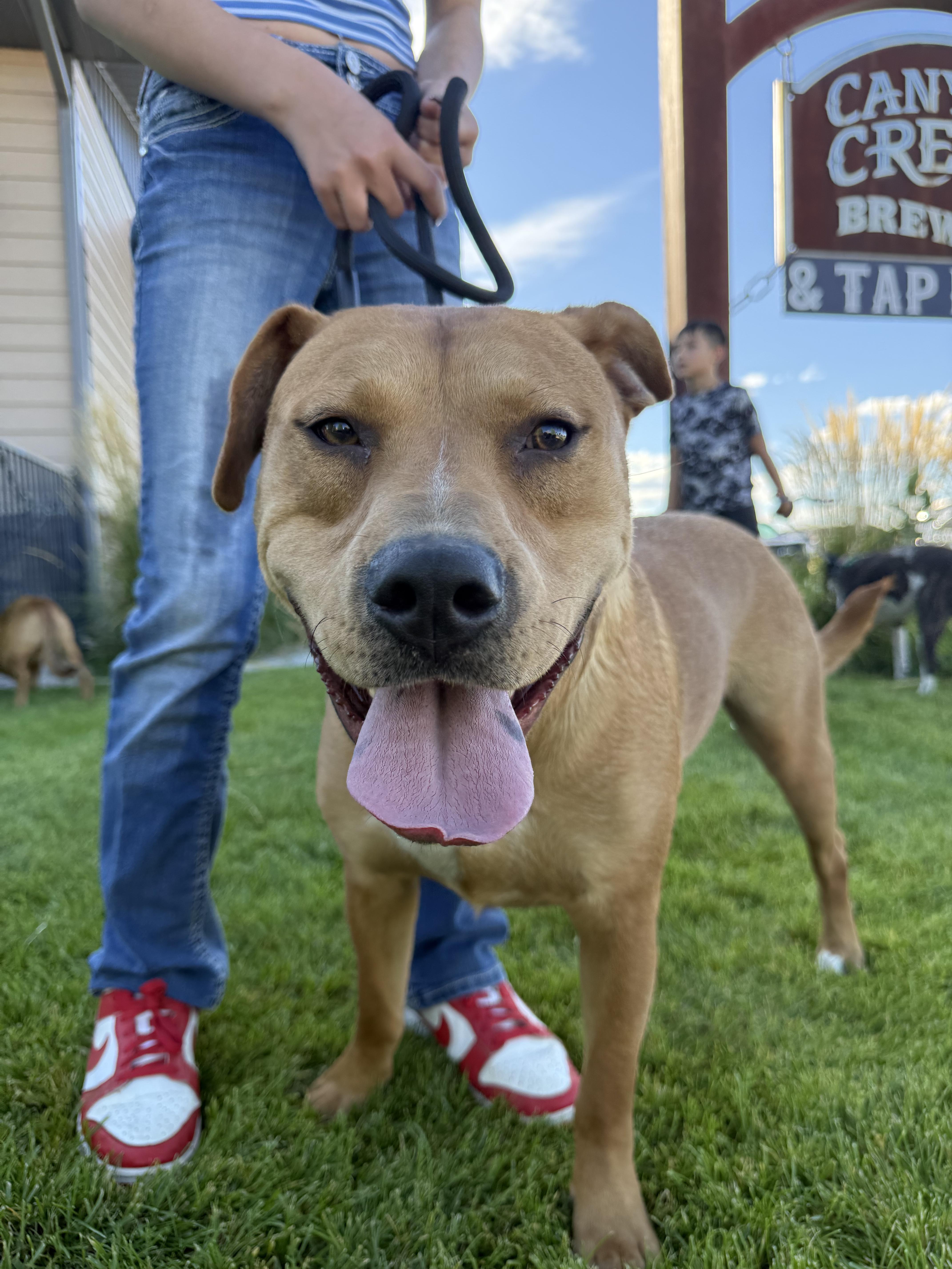 Lol-p26 Teddy, adoptable, Young Male Shar-Pei.