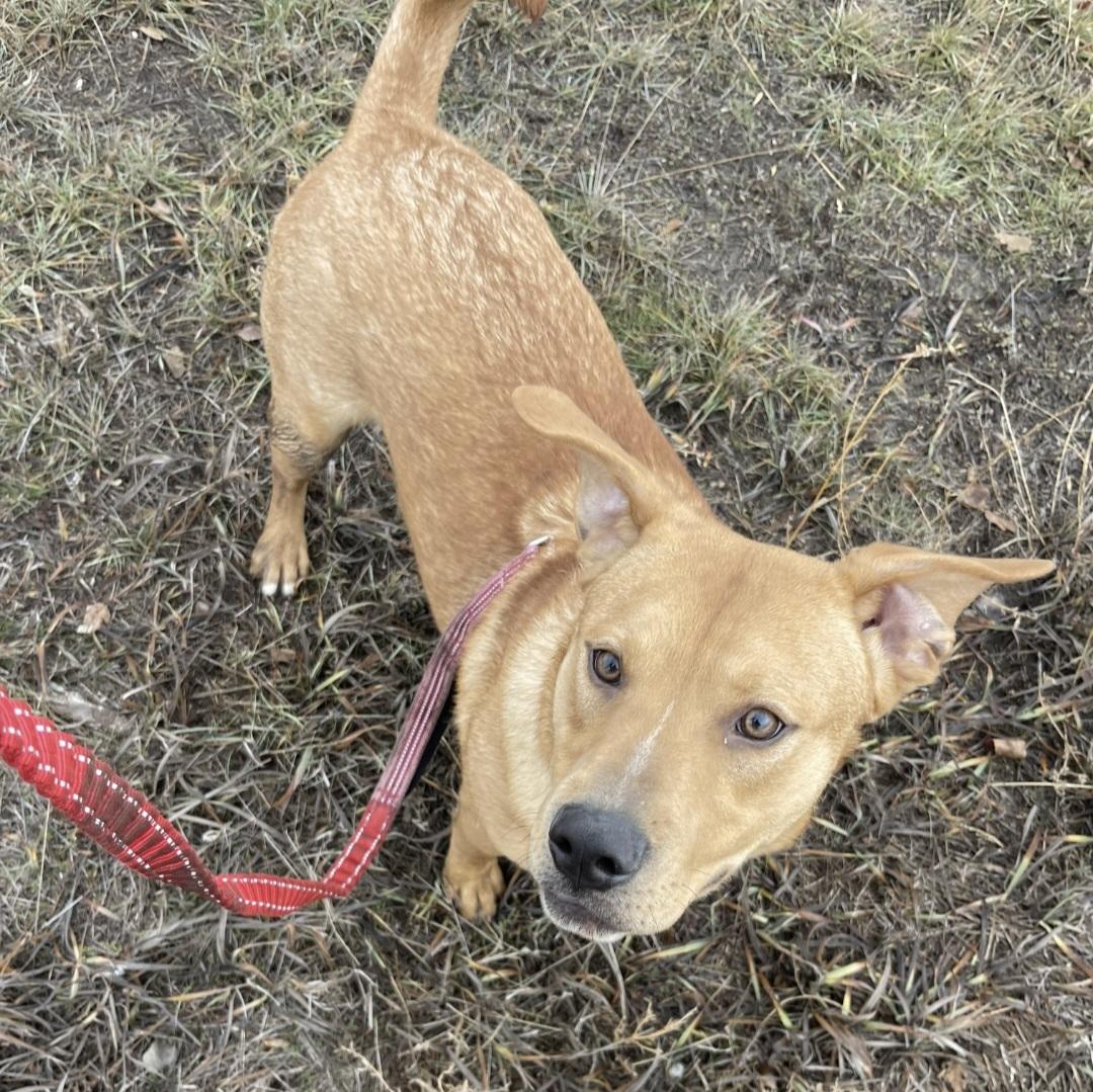 Enlarge Lol-p26 Teddy, an adoptable mixed breed in Billings, MT image 5/6