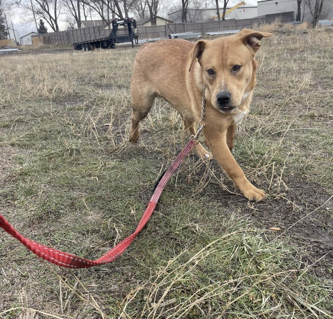 Enlarge Lol-p26 Teddy, an adoptable mixed breed in Billings, MT image 4/6