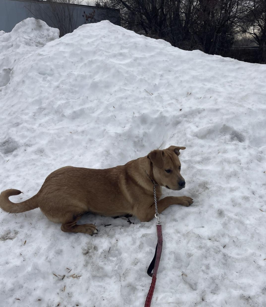 Enlarge Lol-p26 Teddy, an adoptable mixed breed in Billings, MT image 6/6