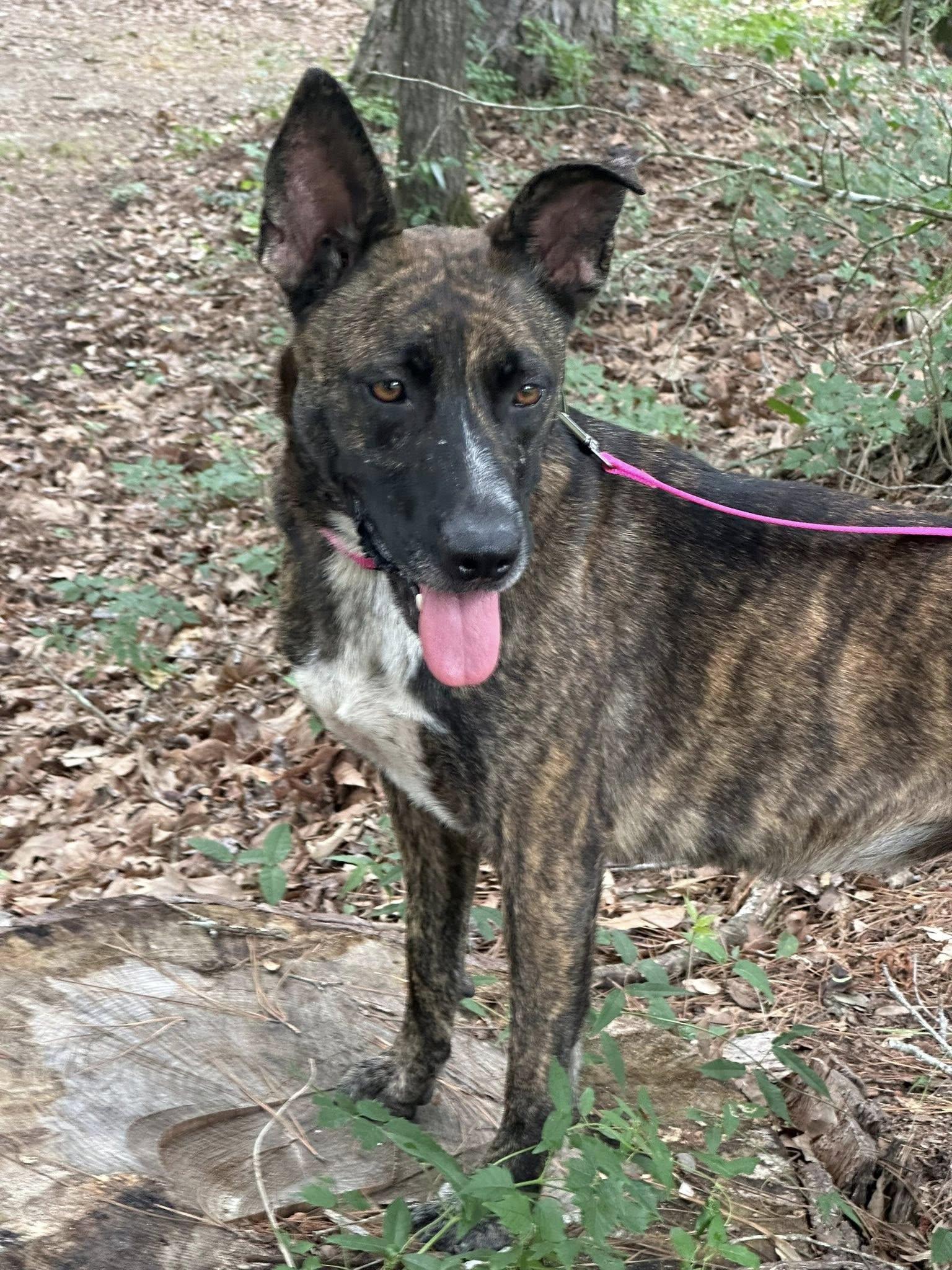 Pepper, Adoptable, Adult Female German Shepherd Dog & American Staffordshire Terrier.