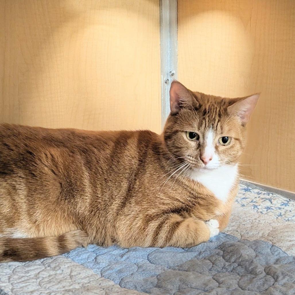 Enlarge Ember Fuego, a Adoptable Domestic Medium Hair in Chesapeake, VA image 1/1