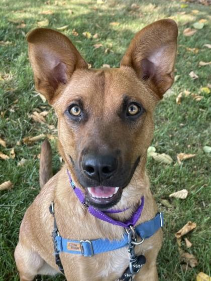 Enlarge Red, a ADOPTABLE Mixed Breed in Stanwood, WA image 3/3