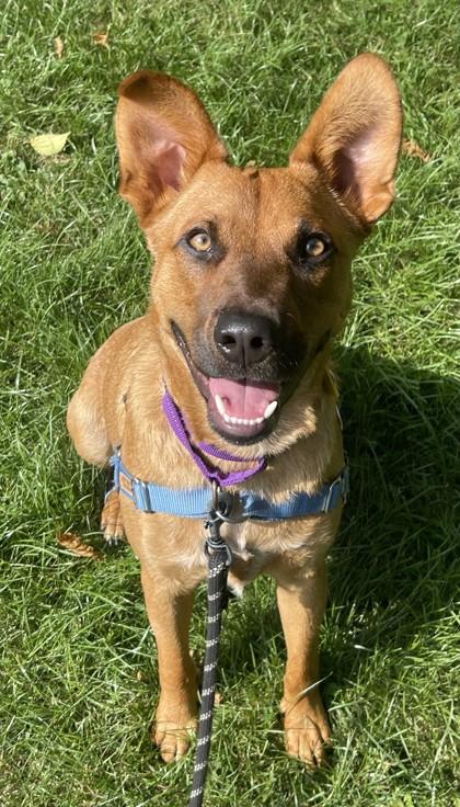 Enlarge Red, a ADOPTABLE Mixed Breed in Stanwood, WA image 1/3