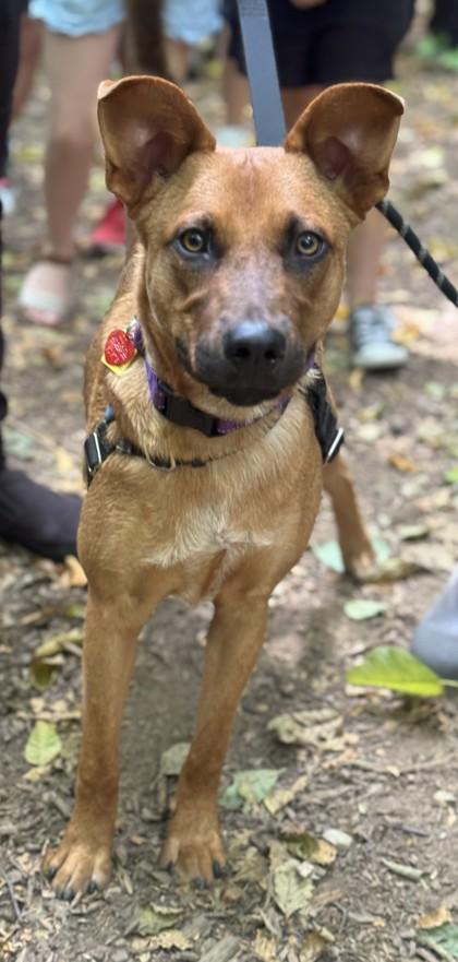 Enlarge Red, a ADOPTABLE Mixed Breed in Stanwood, WA image 2/3