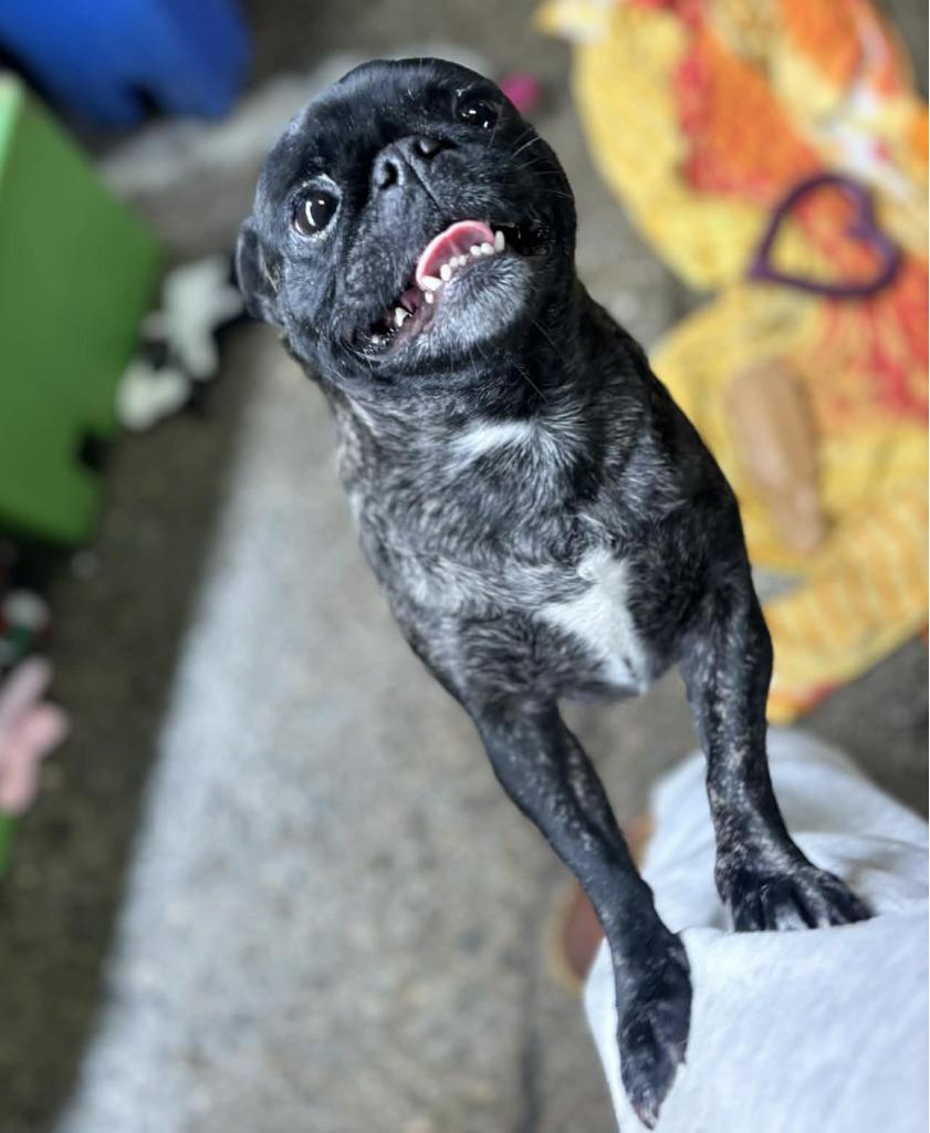 Enlarge Blossom, a Adopted Pug in Warren, MI image 2/2