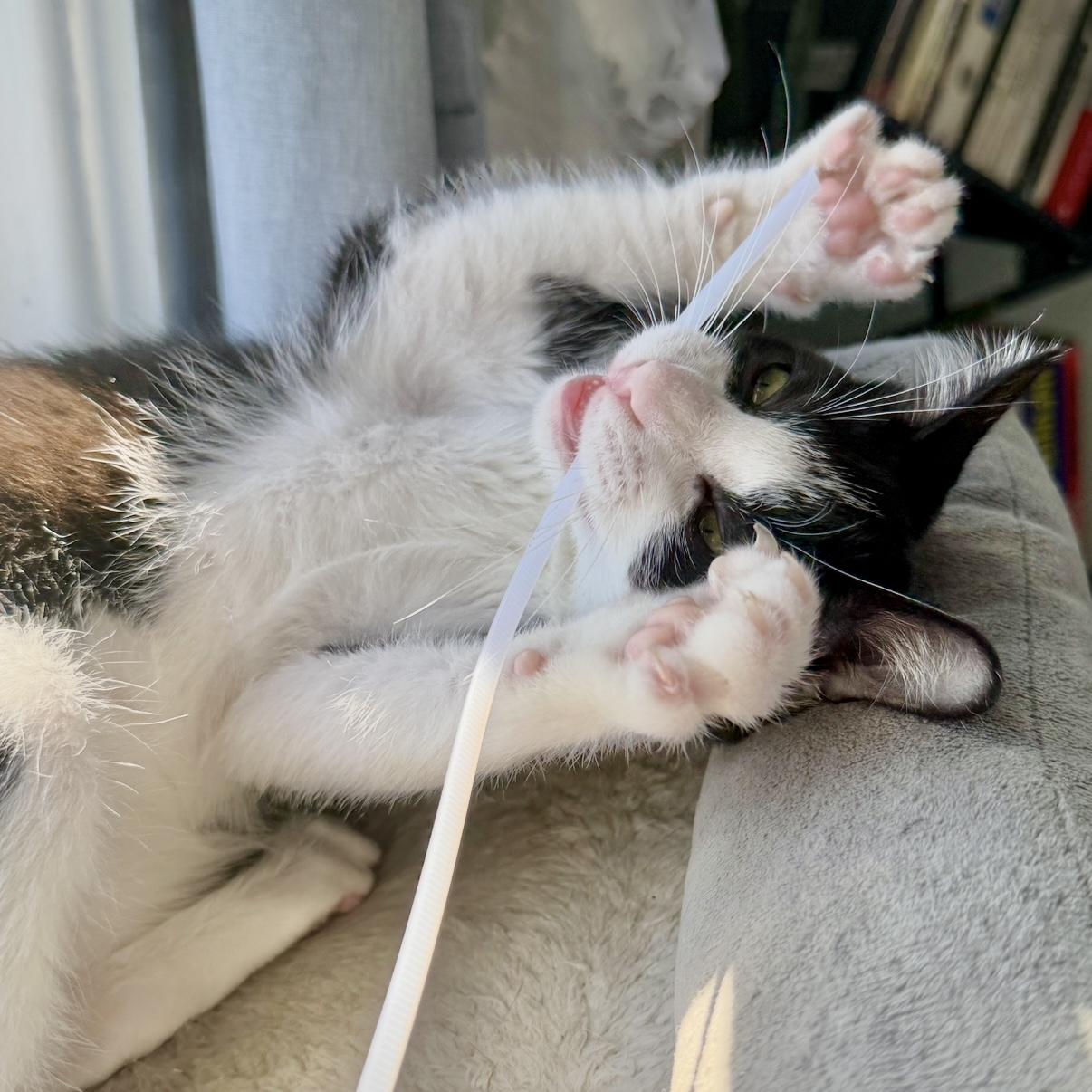 Milton, an adopted mixed breed in Los Angeles, CA image 4/6