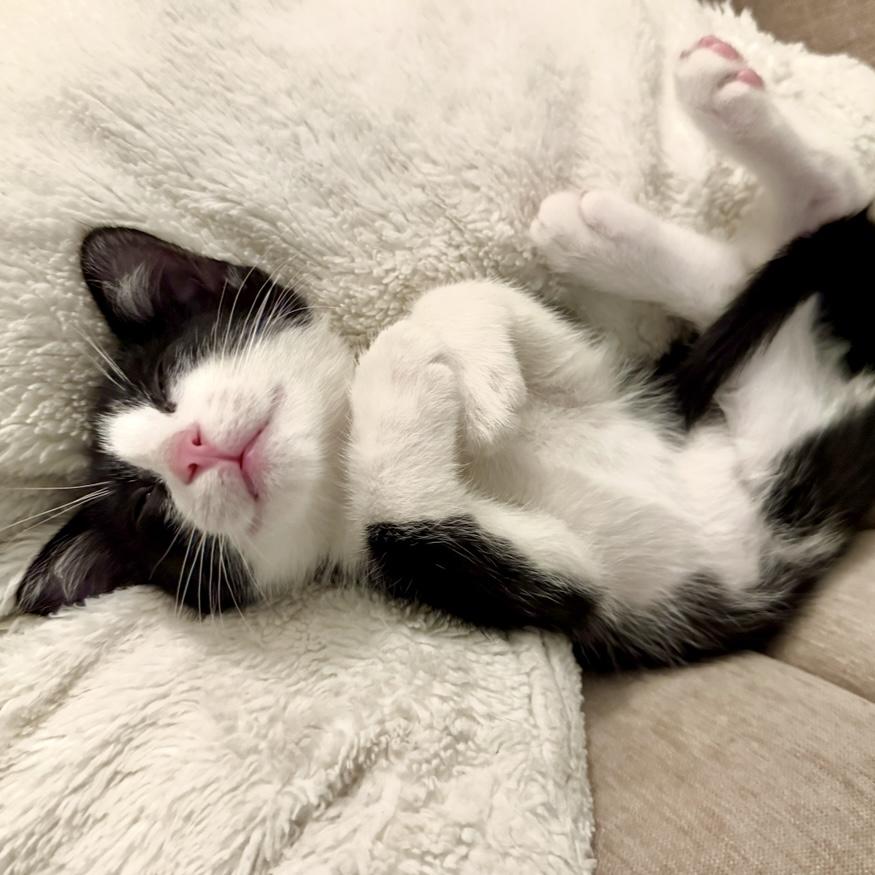 Milton, adopted, Kitten Male Domestic Short Hair.