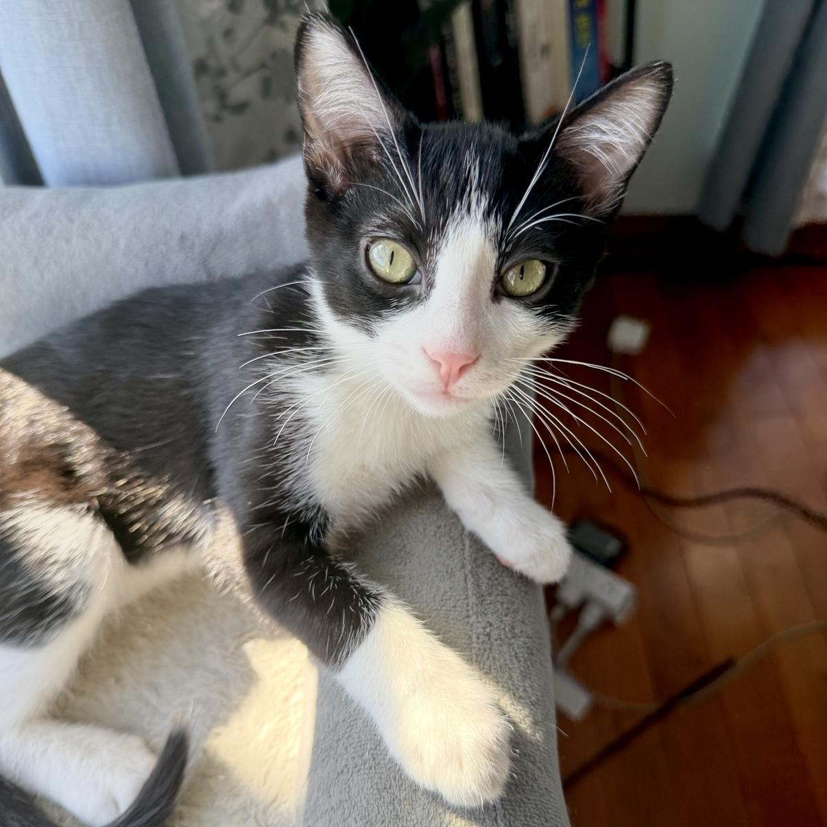 Milton, an adopted mixed breed in Los Angeles, CA image 3/6