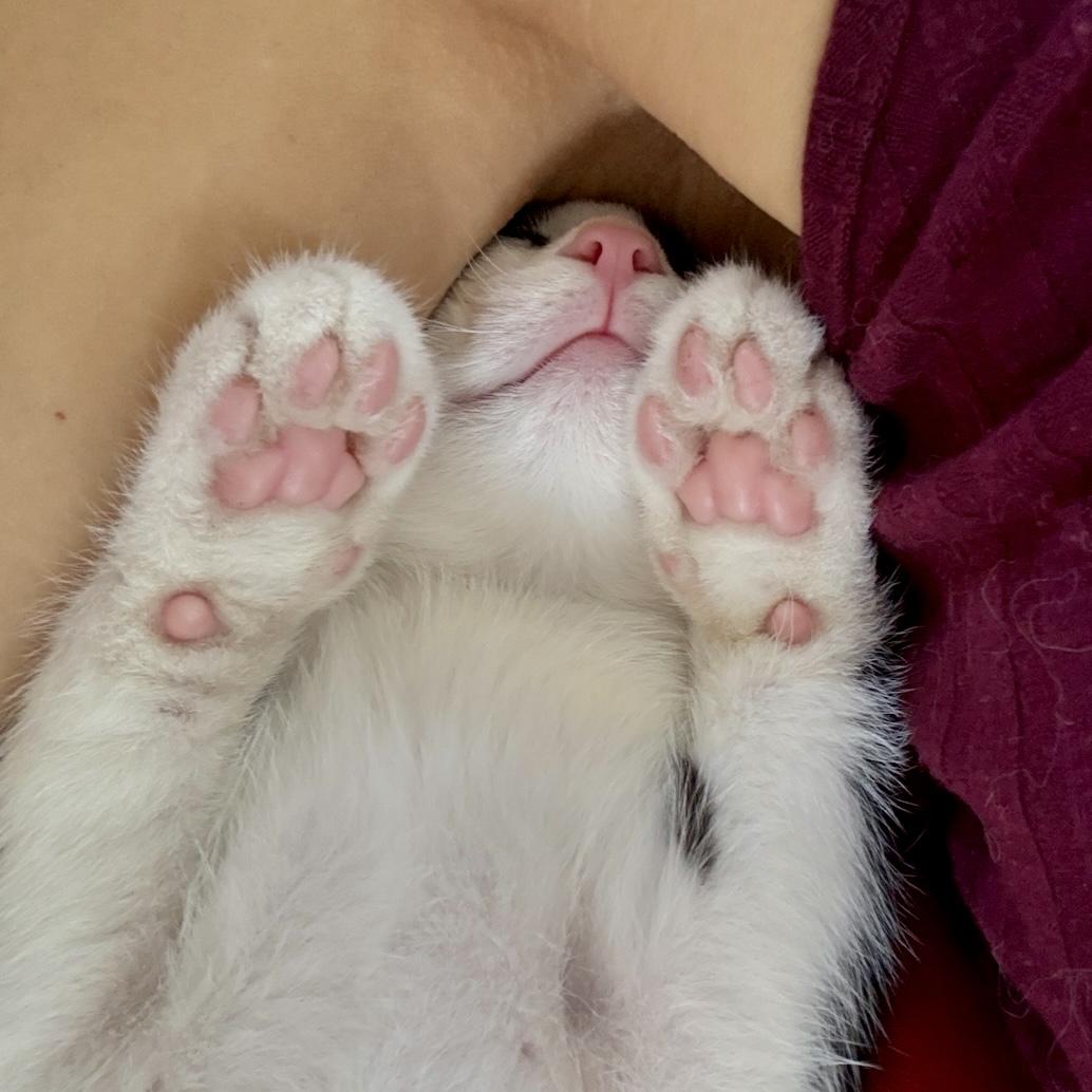 Milton, an adopted mixed breed in Los Angeles, CA image 5/6