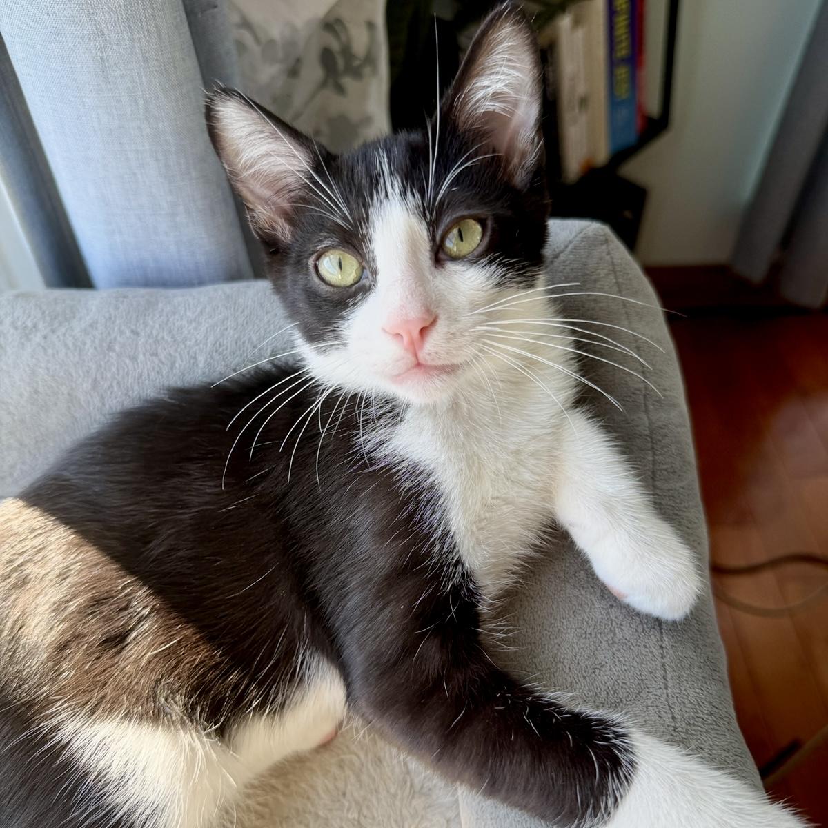 Milton, an adopted mixed breed in Los Angeles, CA image 6/6