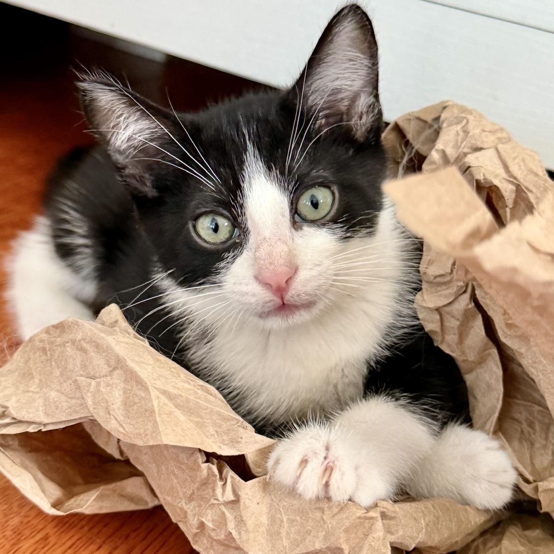 Milton, an adopted mixed breed in Los Angeles, CA image 2/6