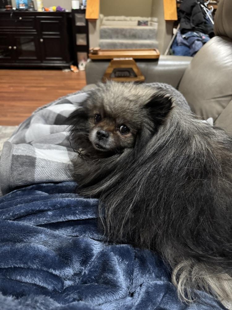 Enlarge Pomeranian - Oscar, a Adoptable Pomeranian in Omaha, NE image 1/3