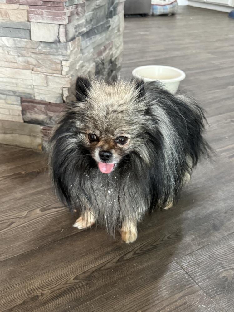 Enlarge Pomeranian - Oscar, a Adoptable Pomeranian in Omaha, NE image 2/3