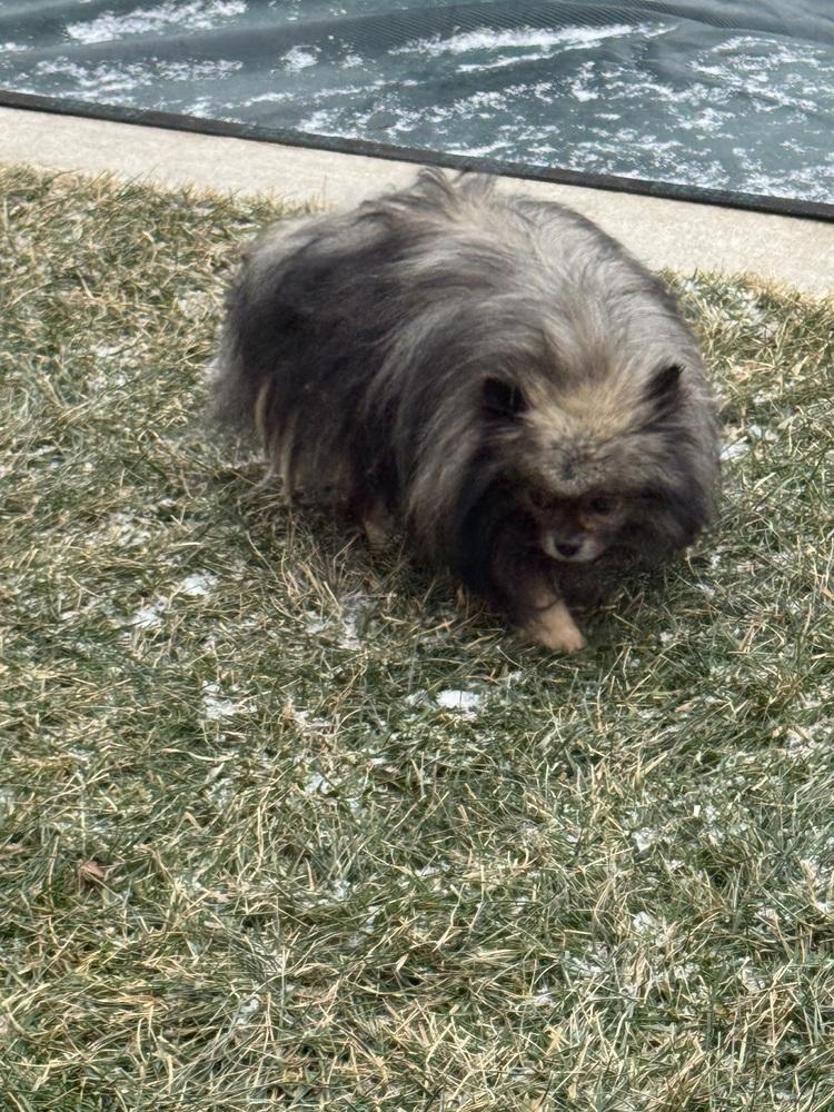 Enlarge Pomeranian - Oscar, a Adoptable Pomeranian in Omaha, NE image 3/3