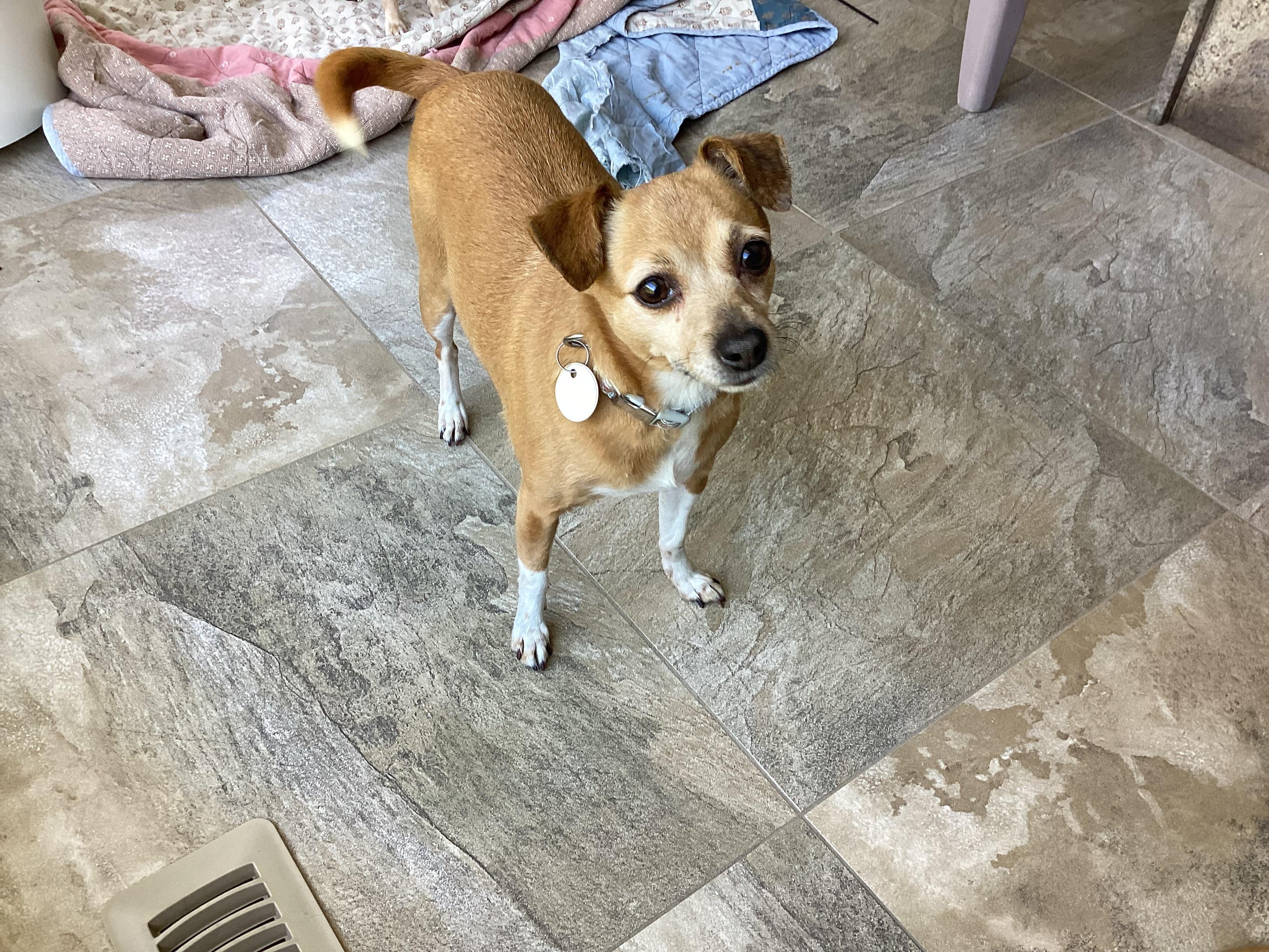 Penny, a Adoptable mixed breed in Mississauga, ON image 1/6