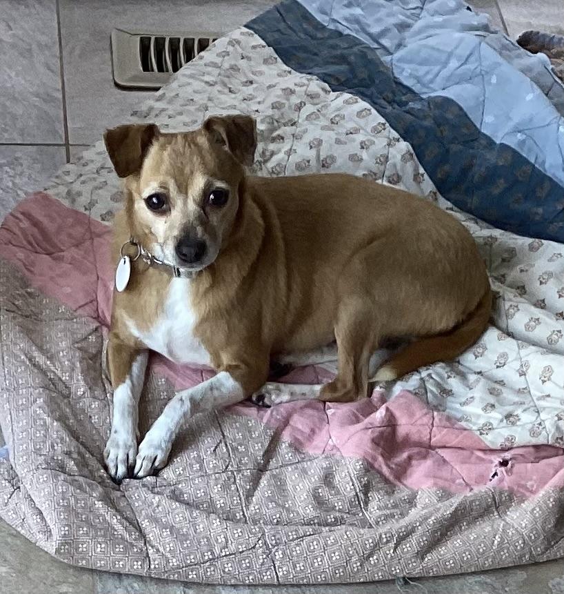 Penny, a Adoptable mixed breed in Mississauga, ON image 4/6