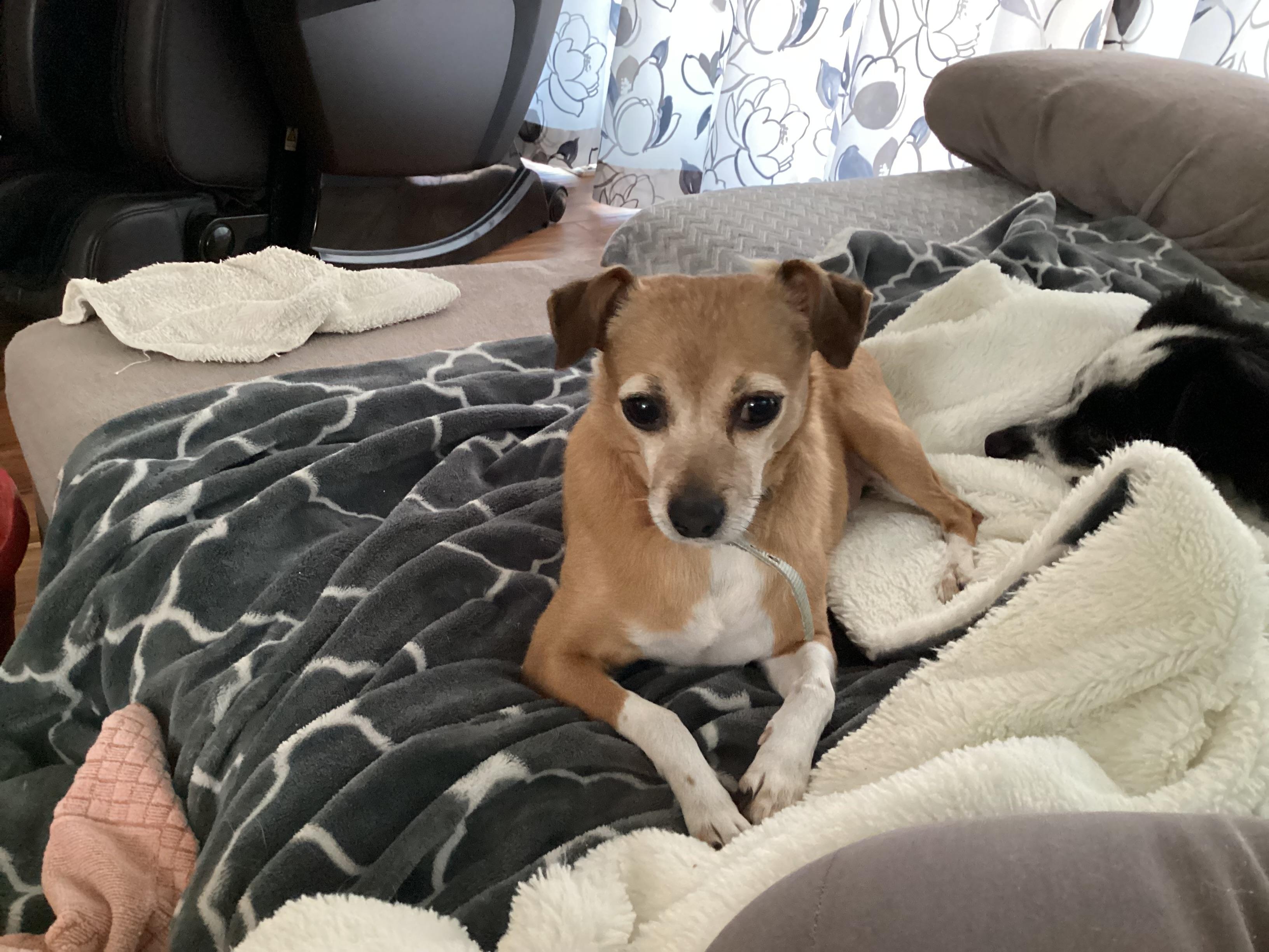 Penny, a Adoptable mixed breed in Mississauga, ON image 5/6