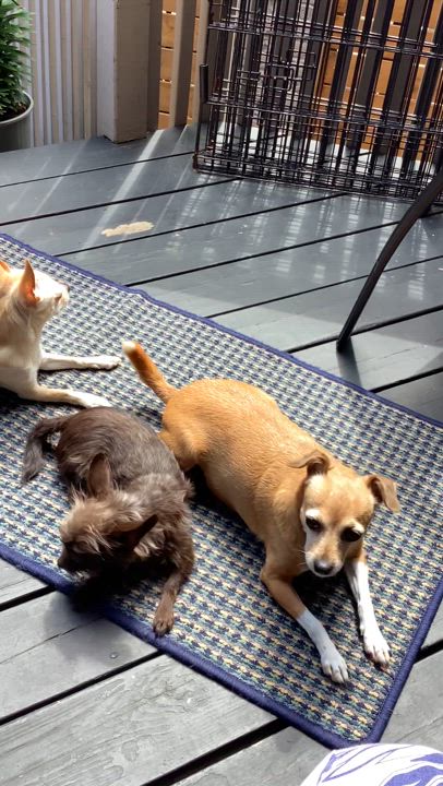 Enlarge Penny, a Adoptable mixed breed in Mississauga, ON video 6/6