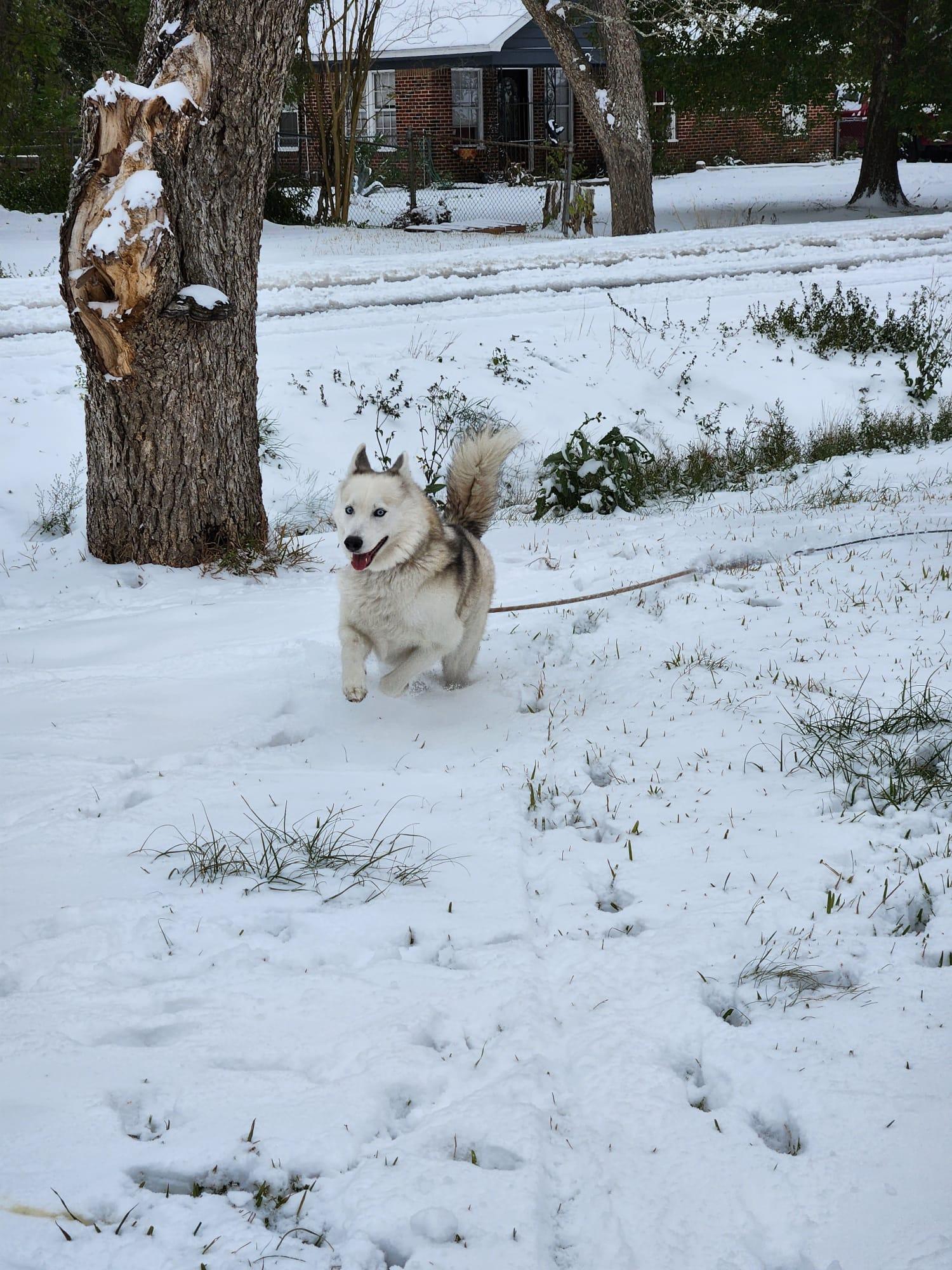 Axel and Canada : Bonded Tragic Pair, Adoptable, Adult Male Husky & Alaskan Malamute.