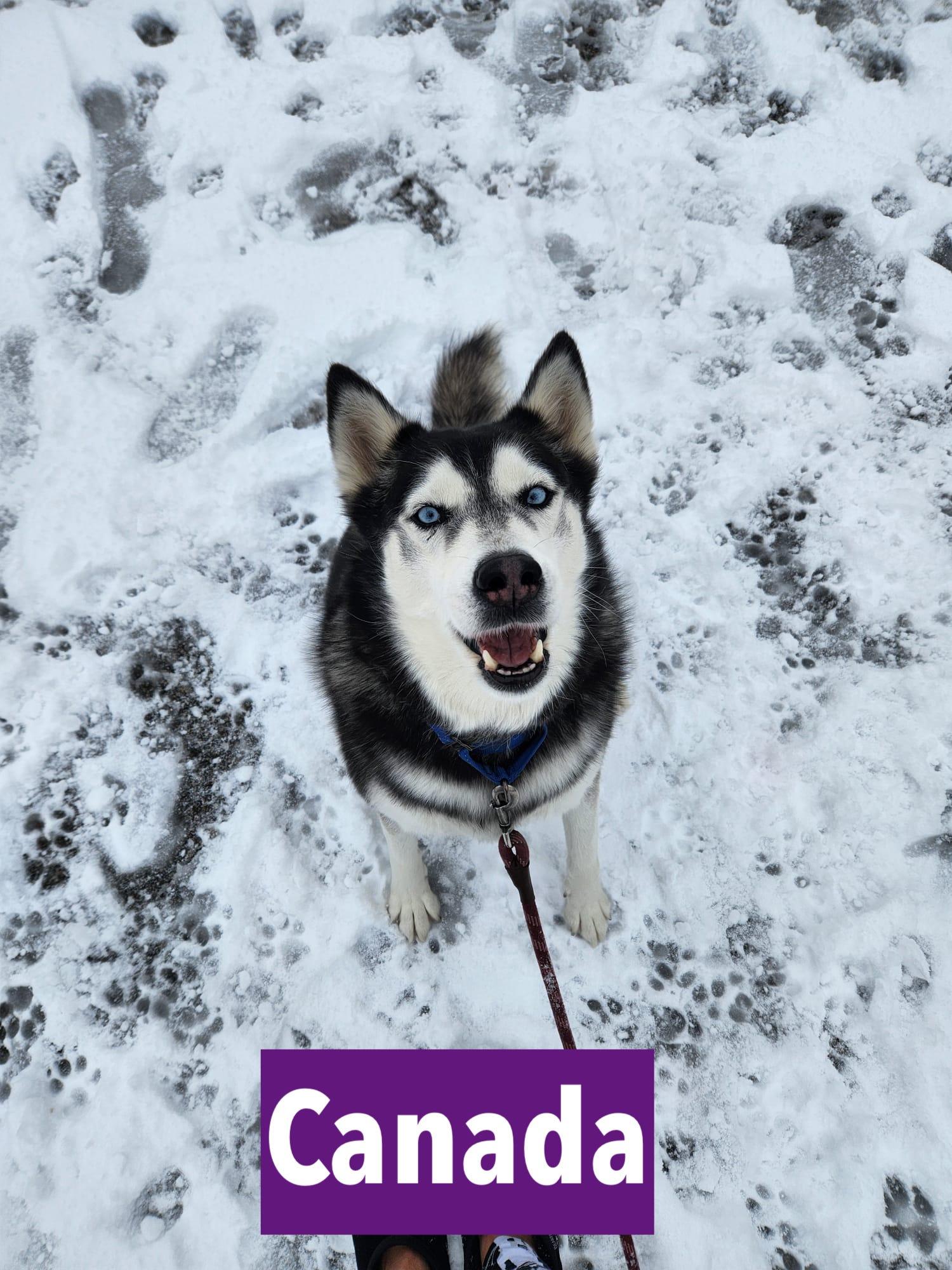 Enlarge Axel and Canada : Bonded Tragic Pair, a Adoptable mixed breed in Dearborn, MI image 5/6