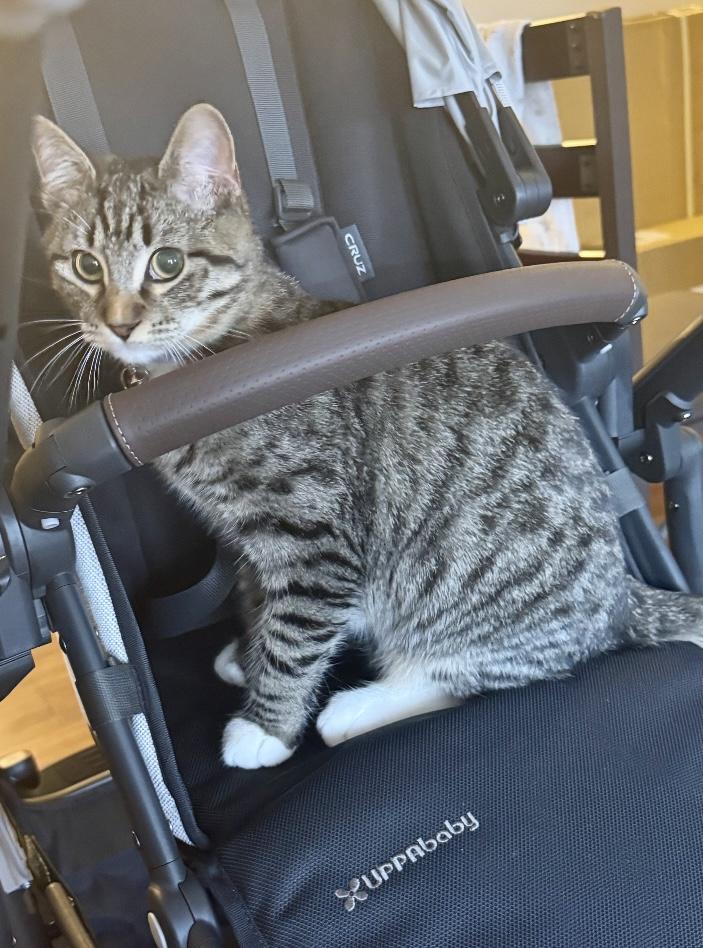 Enlarge Atlas, an adopted Domestic Short Hair in Fayetteville, NC image 6/6