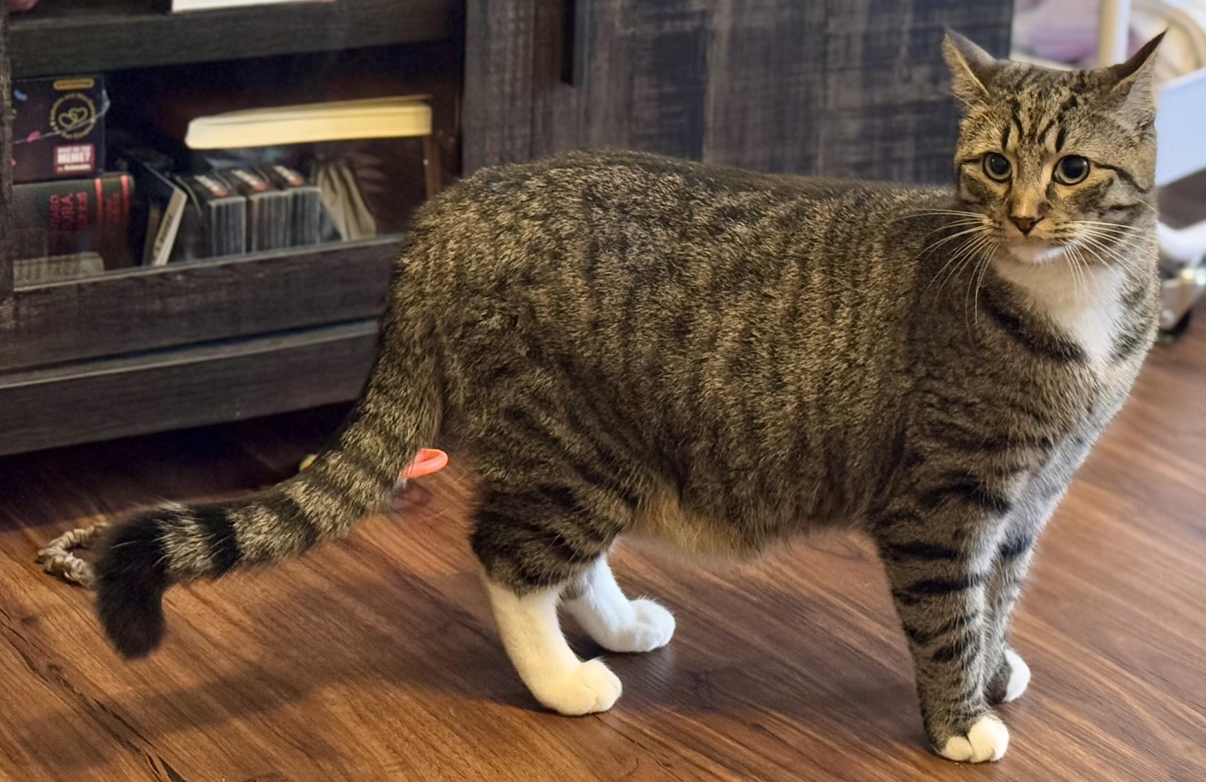 Enlarge Atlas, an adopted Domestic Short Hair in Fayetteville, NC image 3/6