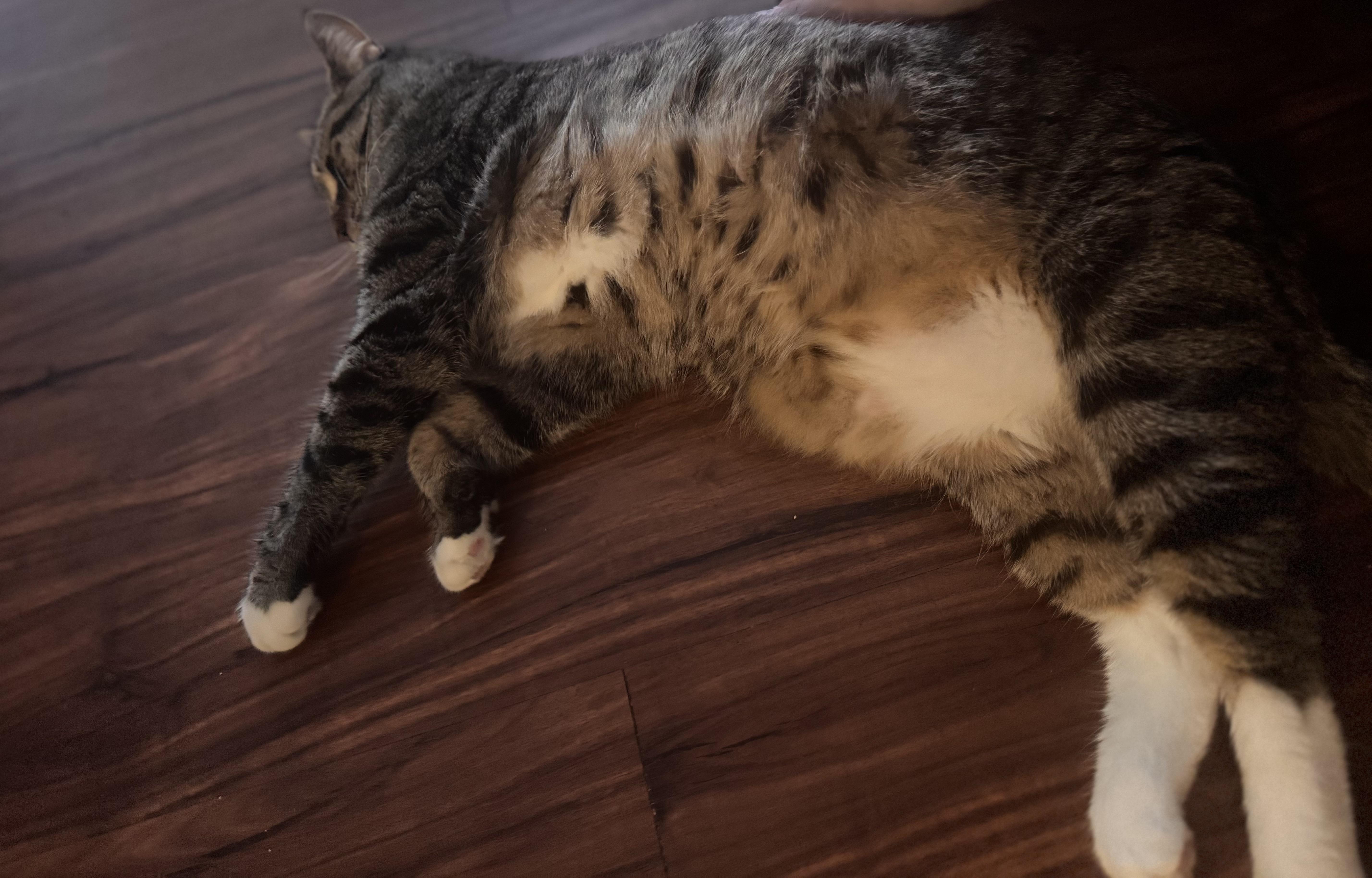 Enlarge Atlas, an adopted Domestic Short Hair in Fayetteville, NC image 5/6