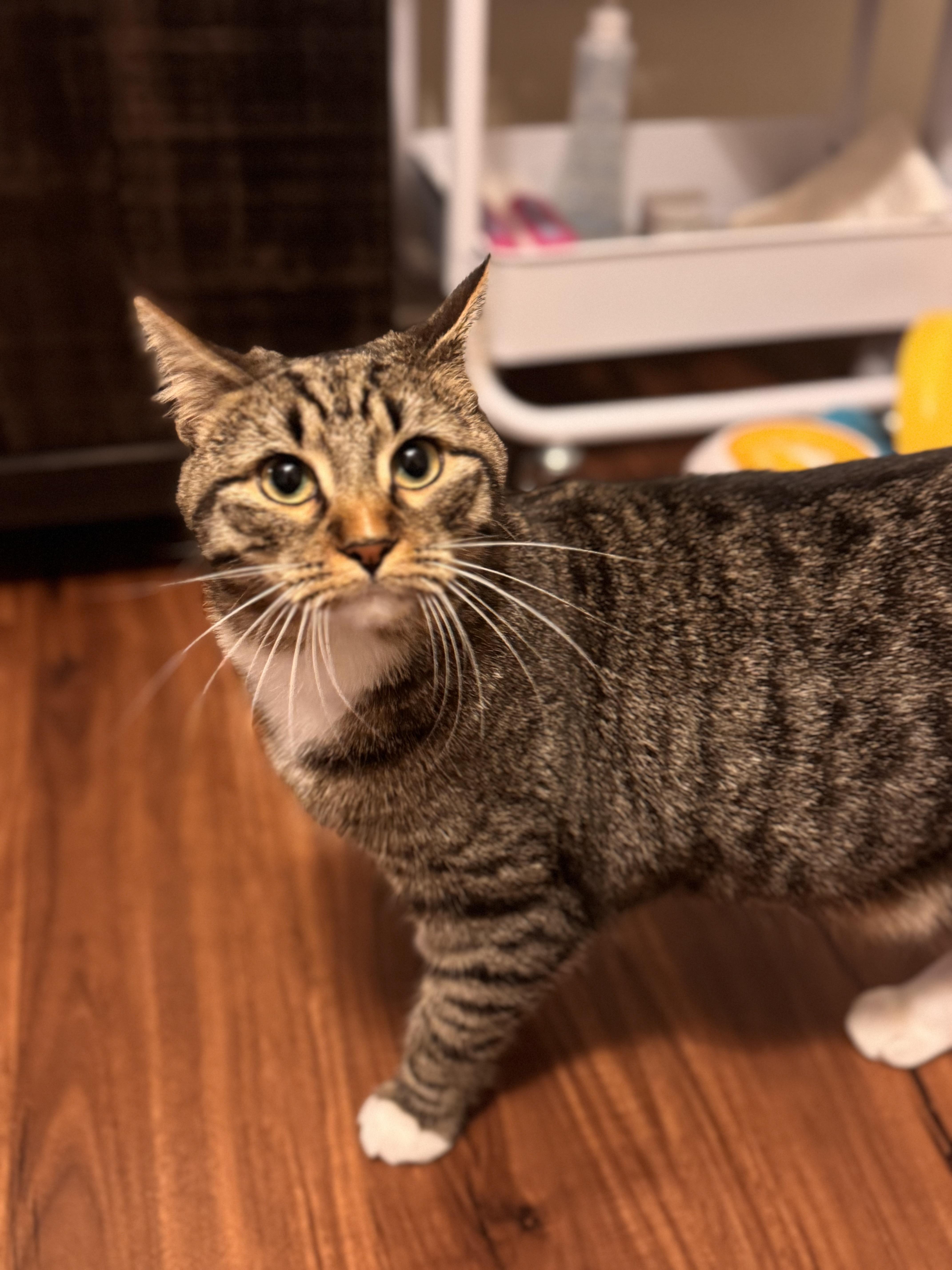 Enlarge Atlas, an adopted Domestic Short Hair in Fayetteville, NC image 4/6