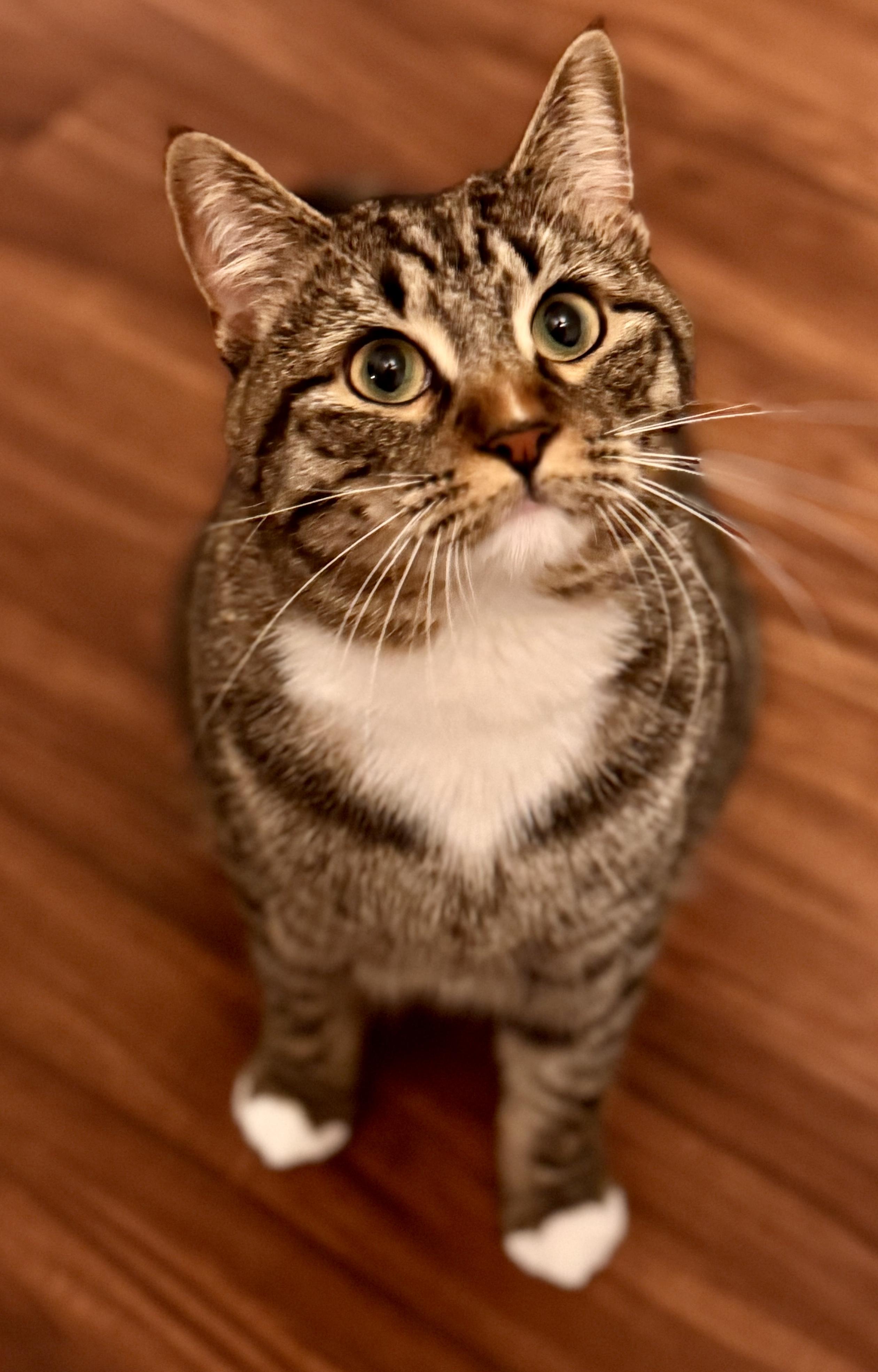 Enlarge Atlas, an adopted Domestic Short Hair in Fayetteville, NC image 2/6
