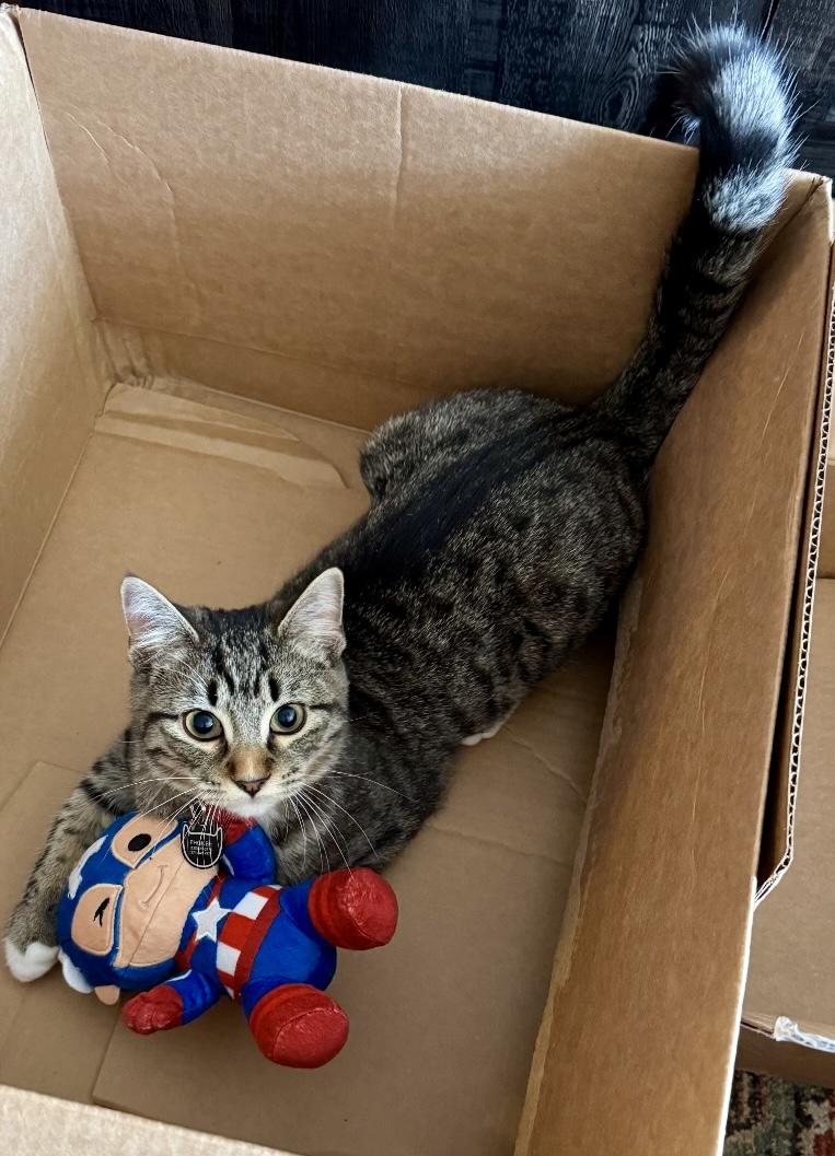 Atlas, adopted, Young Male Domestic Short Hair.