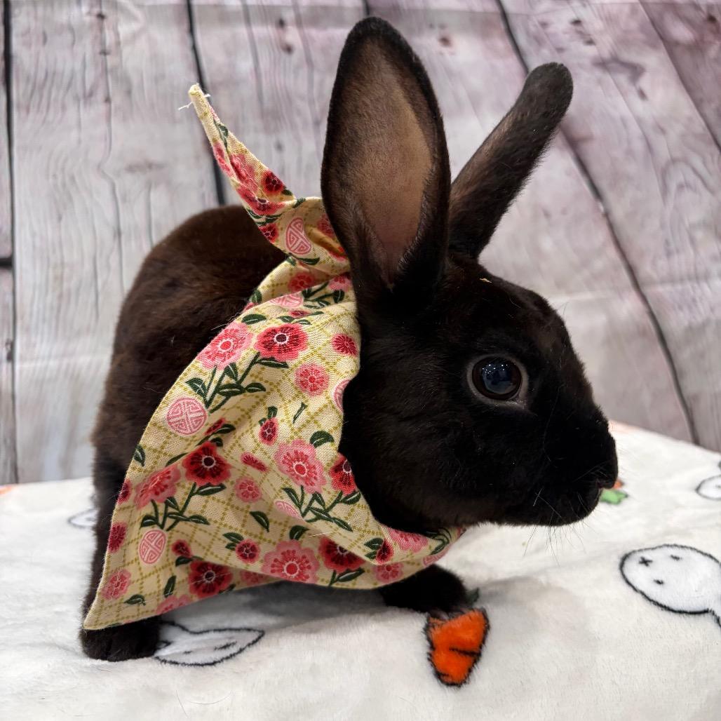 Monsoon, Adoptable, Young Male Rex & Bunny Rabbit.