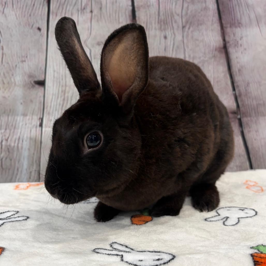 Enlarge Monsoon, a Adoptable mixed breed in Puslinch, ON image 2/6