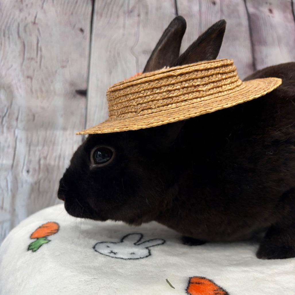 Enlarge Monsoon, a Adoptable mixed breed in Puslinch, ON image 3/6