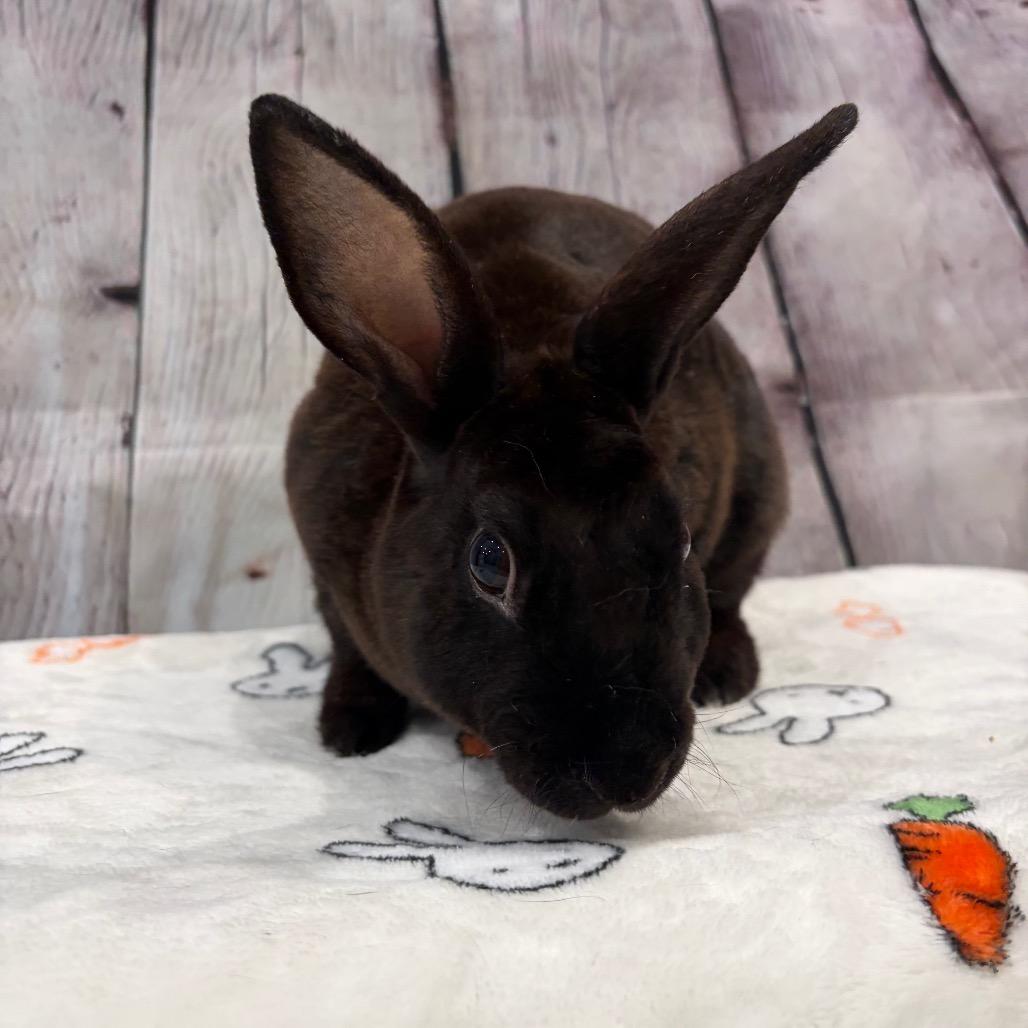 Enlarge Monsoon, a Adoptable mixed breed in Puslinch, ON image 4/6
