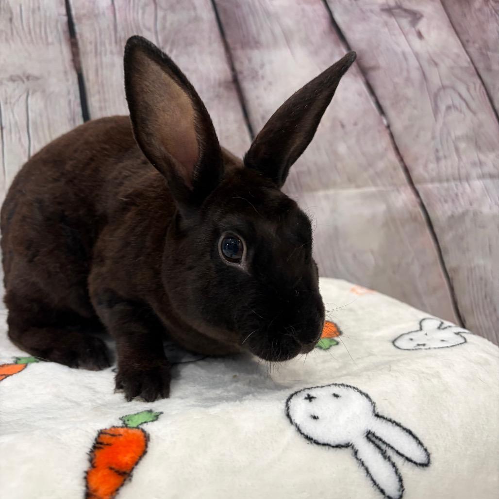 Enlarge Monsoon, a Adoptable mixed breed in Puslinch, ON image 5/6